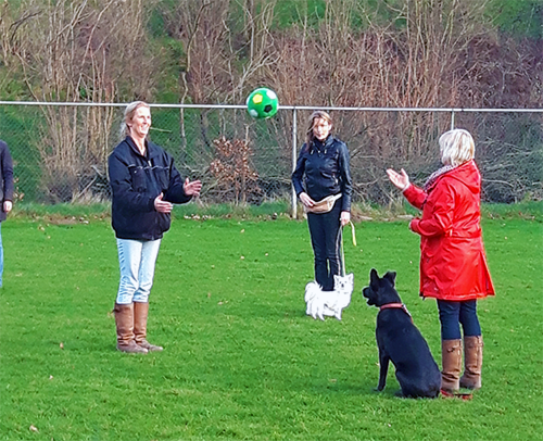 Hondentraining op het veld in Breda